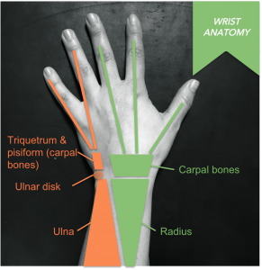 "Radial hand‘: thumb, index and middle fingers connecting to radius via carpal bones, "ulnar hand": ring and pinky fingers connecting to triqeuetrum & pisiform bones and ulna 